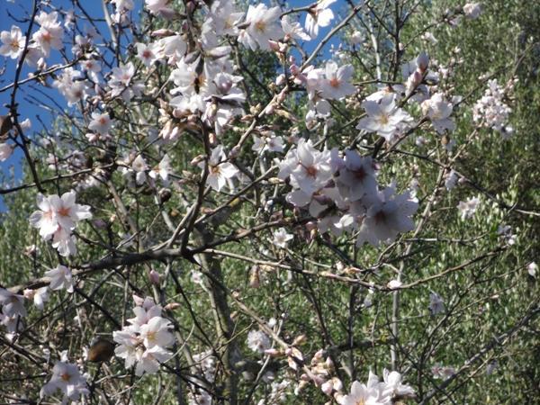 سيلفا Finca Son Olive المظهر الخارجي الصورة
