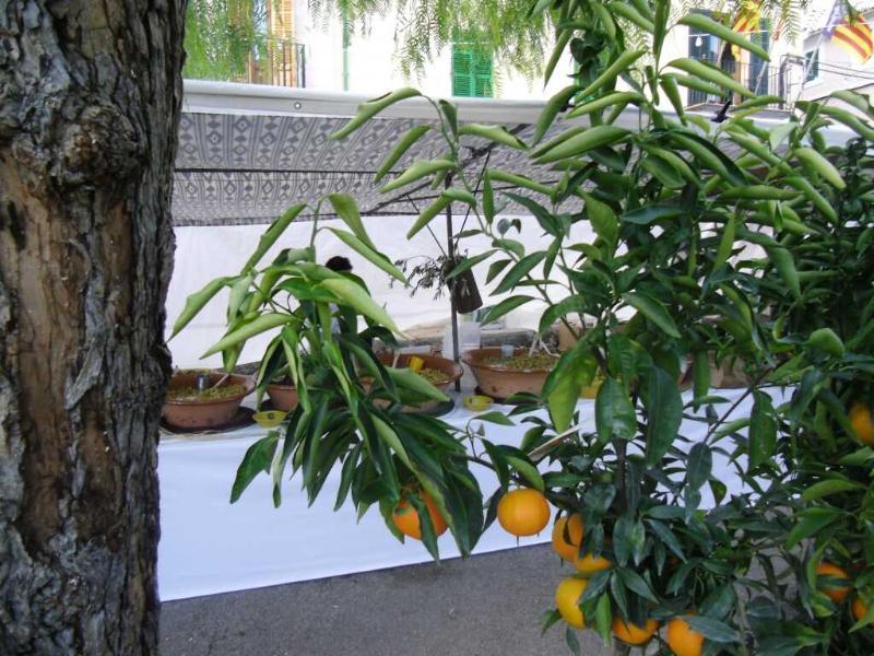 سيلفا Finca Son Olive المظهر الخارجي الصورة