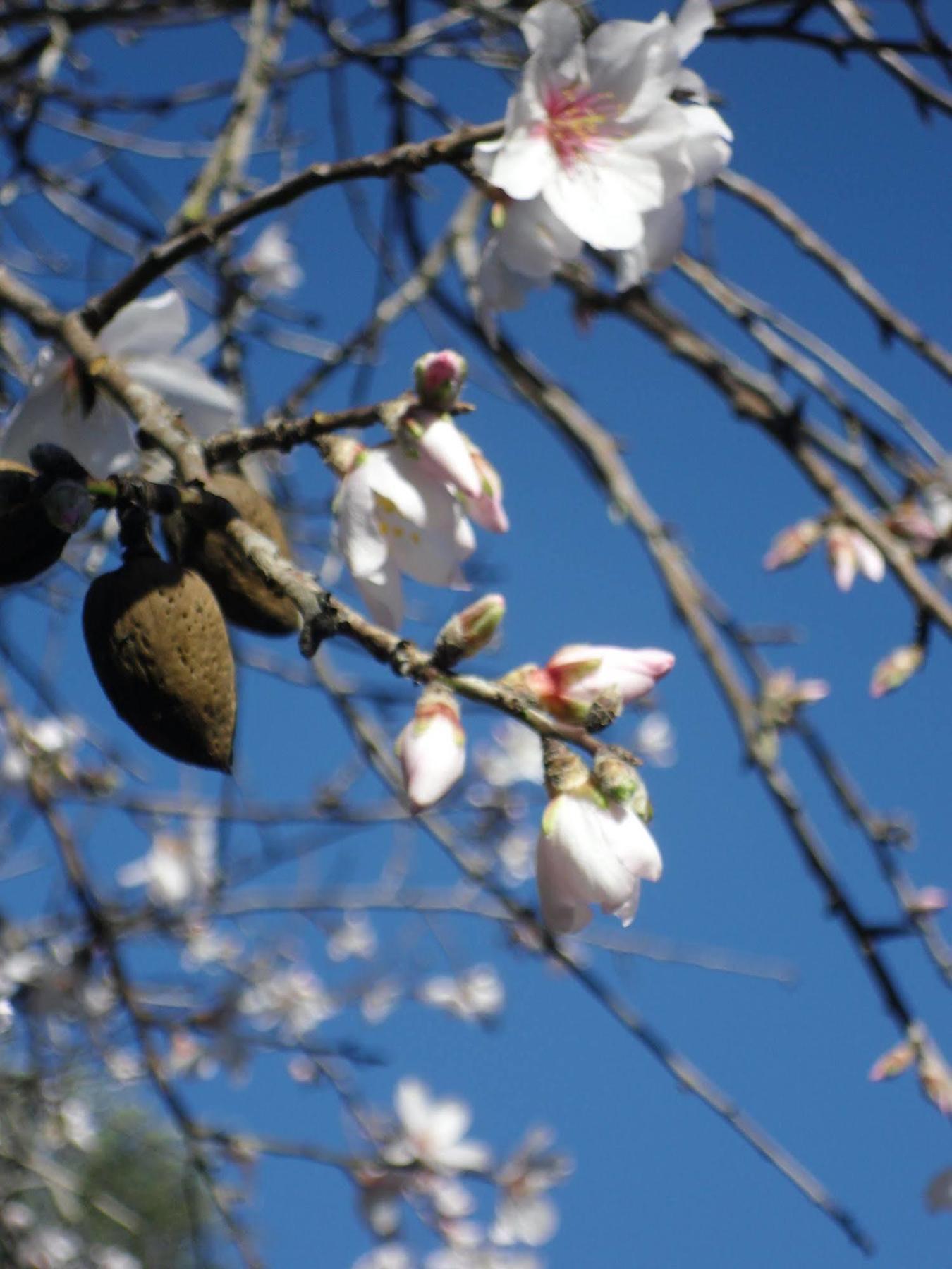 سيلفا Finca Son Olive المظهر الخارجي الصورة